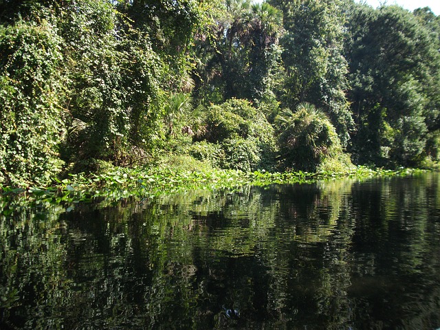 Free Lake Trees photo and picture