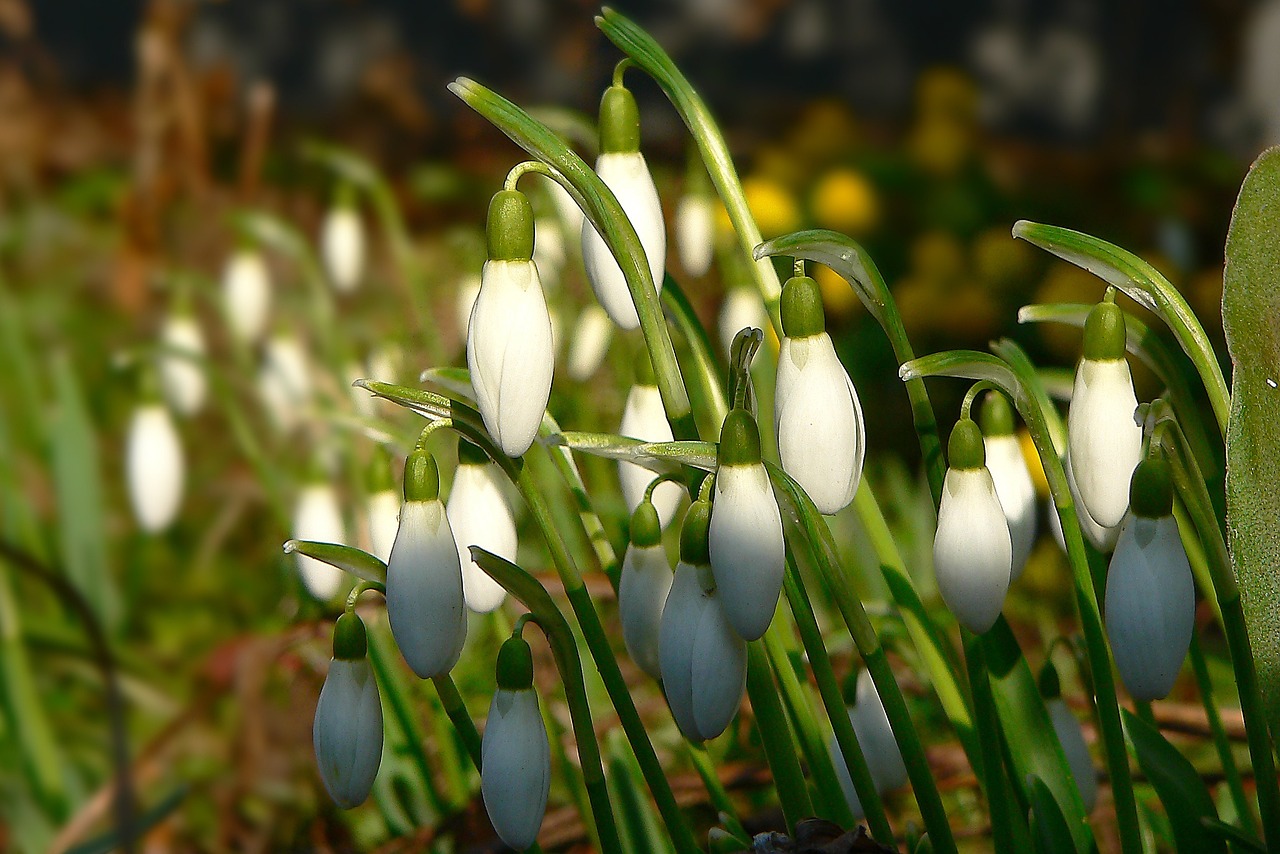 Snowdrop February Spring Signs Of Free photo on Pixabay Pixabay