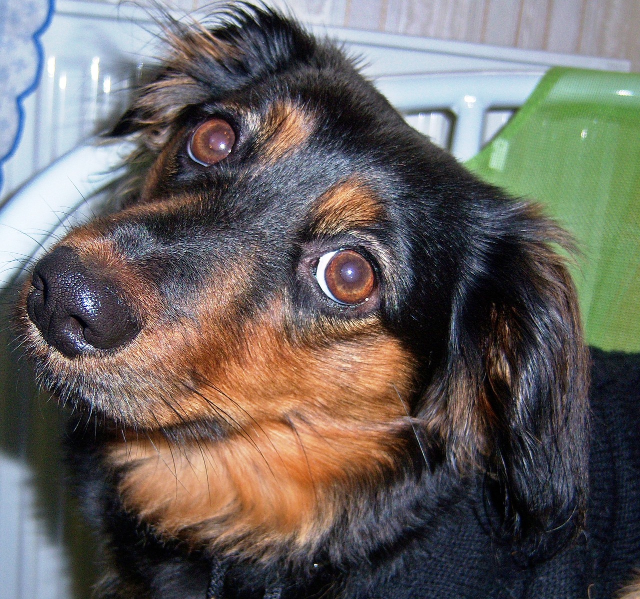 犬 動物 ペット - Pixabayの無料写真 - Pixabay