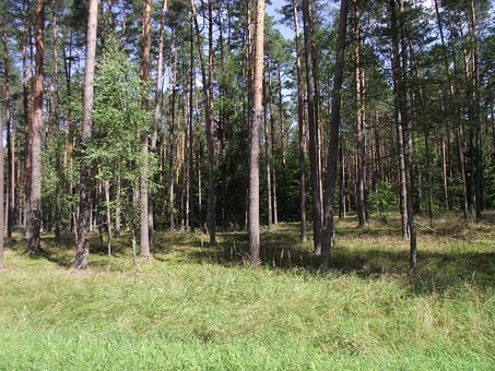Jazero, Masuria, Kačice, Voda, Kĺb