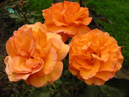 Free Pink Rosebush photo and picture
