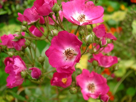 Free Roses Rosebush photo and picture