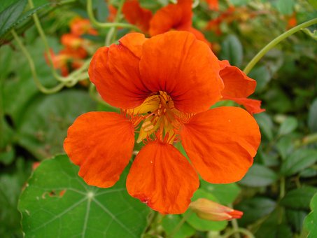 Free Flowers Nasturtiums photo and picture