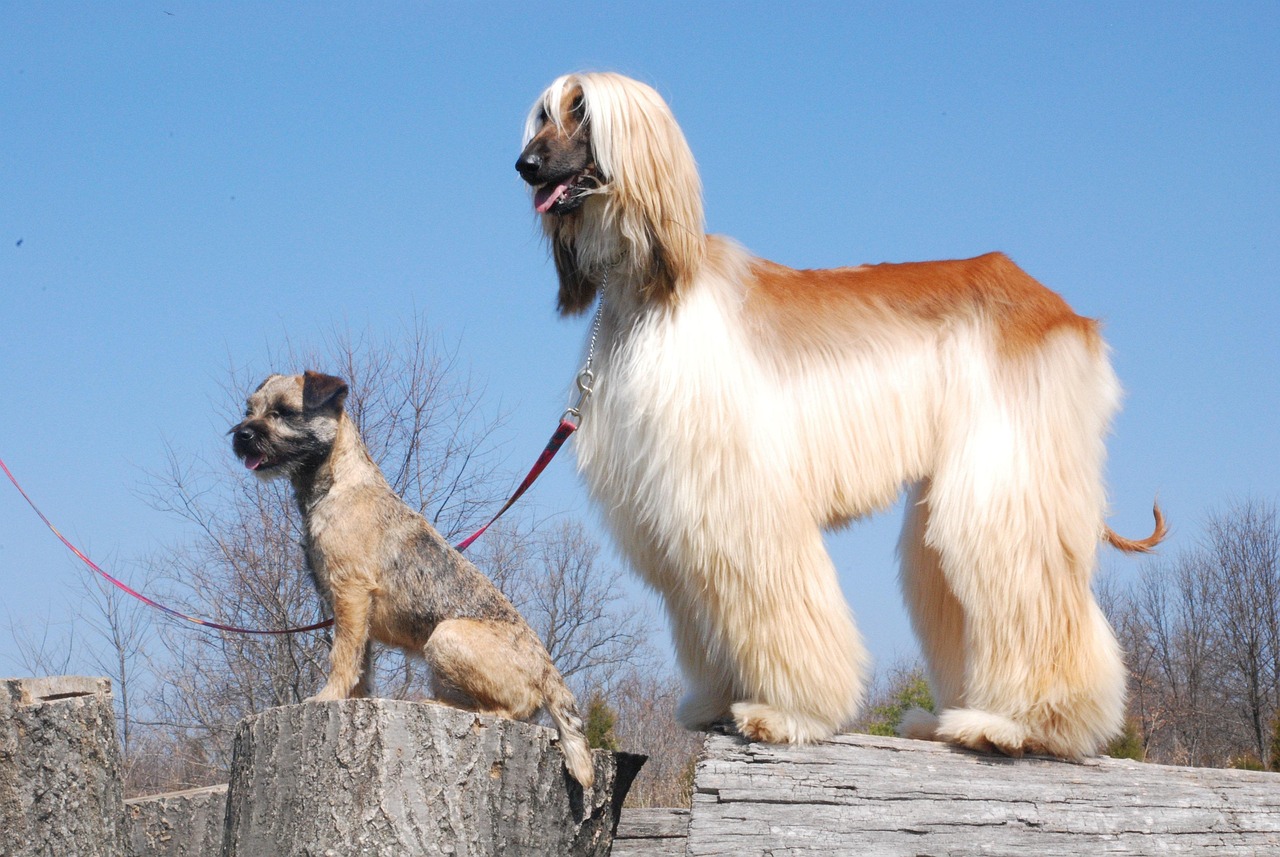 Border Terrier