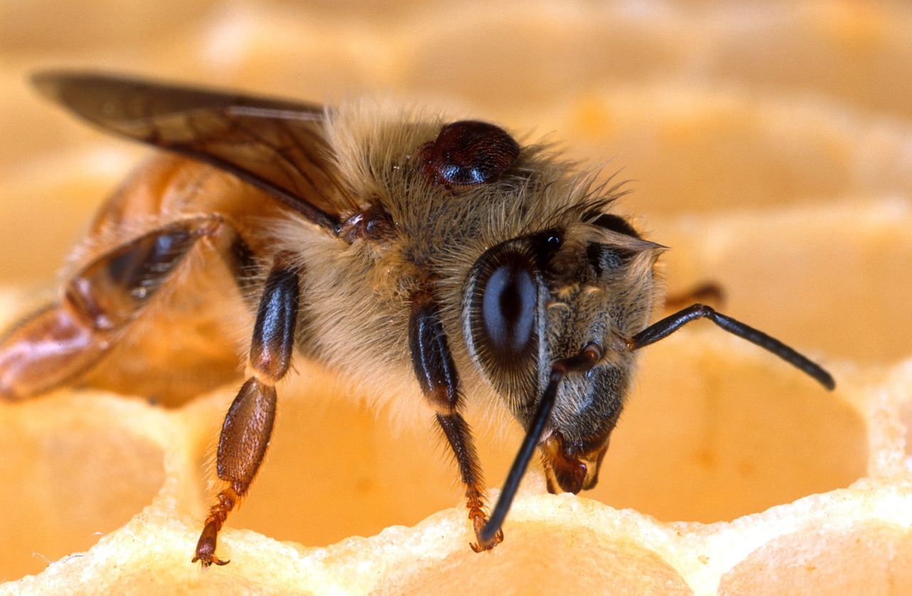 Abeille Abeilles Nid D Abeille Photo Gratuite Sur Pixabay Abeille Abeilles Nid D Abeille Photo Gratuite Sur Pixabay