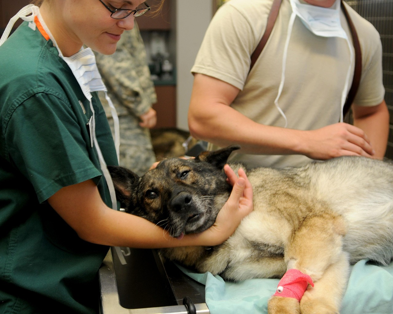 100 Free Veterinarian Vet Images Pixabay
