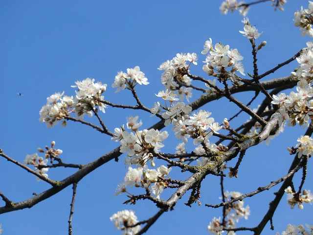 Free Blossom Bloom photo and picture