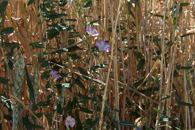 Free Field Rain Field photo and picture