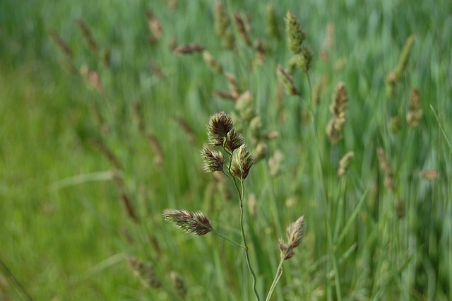 Free Green Field photo and picture