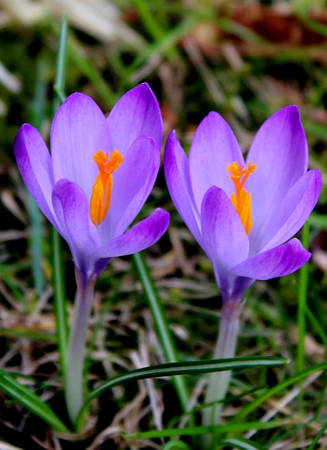 Free Crocus Flower Wallpaper photo and picture