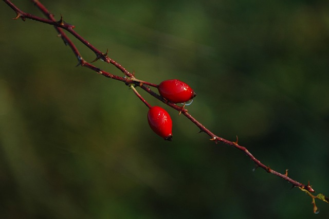 Free Nature Dawn photo and picture