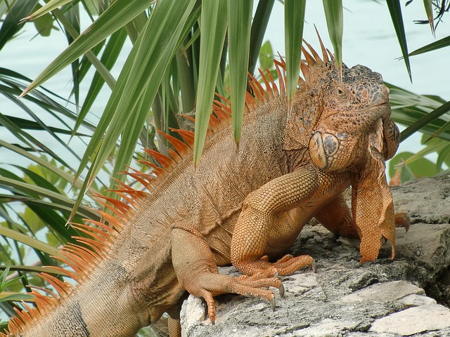 Free Reptiles Lizard photo and picture