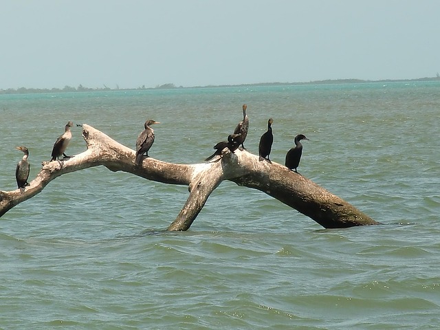 Free Sea Birds photo and picture