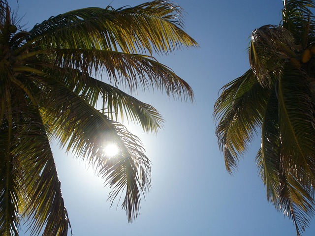 Free Sun Palm Trees photo and picture