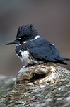 belted kingfisher, alaska, bird