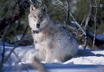 wolf, canis lupus, yellowstone national park