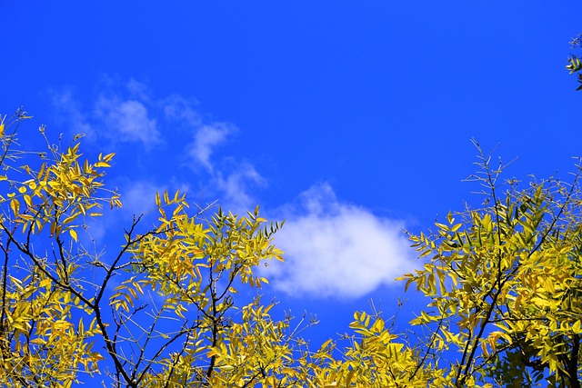 Free Branch Nature photo and picture
