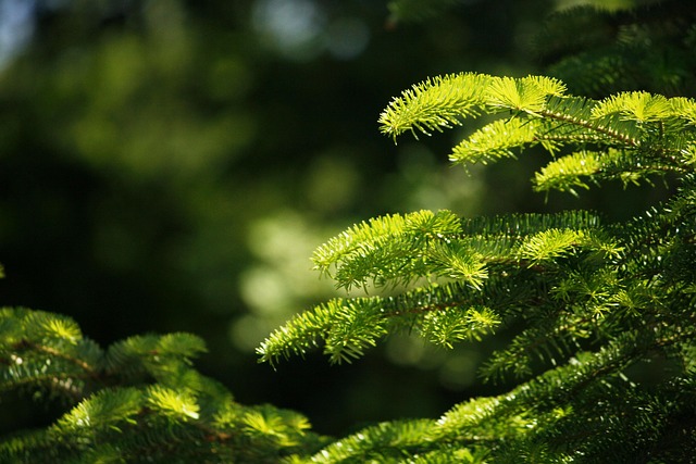 Spar, Natuur, Tak, Green, Groente