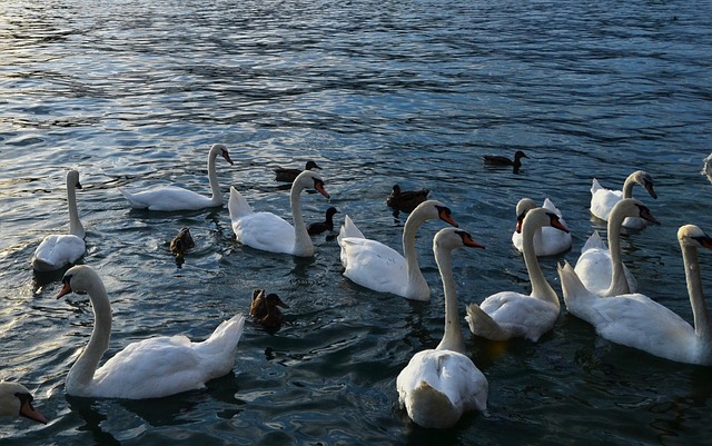 Free Swan Lake photo and picture
