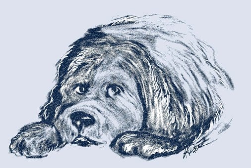 Free Newfoundland Puppy illustration and picture