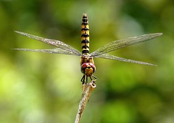 Greater Crimson Glider, Dragonfly