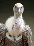 gyps fulvus, griffin vulture, bird