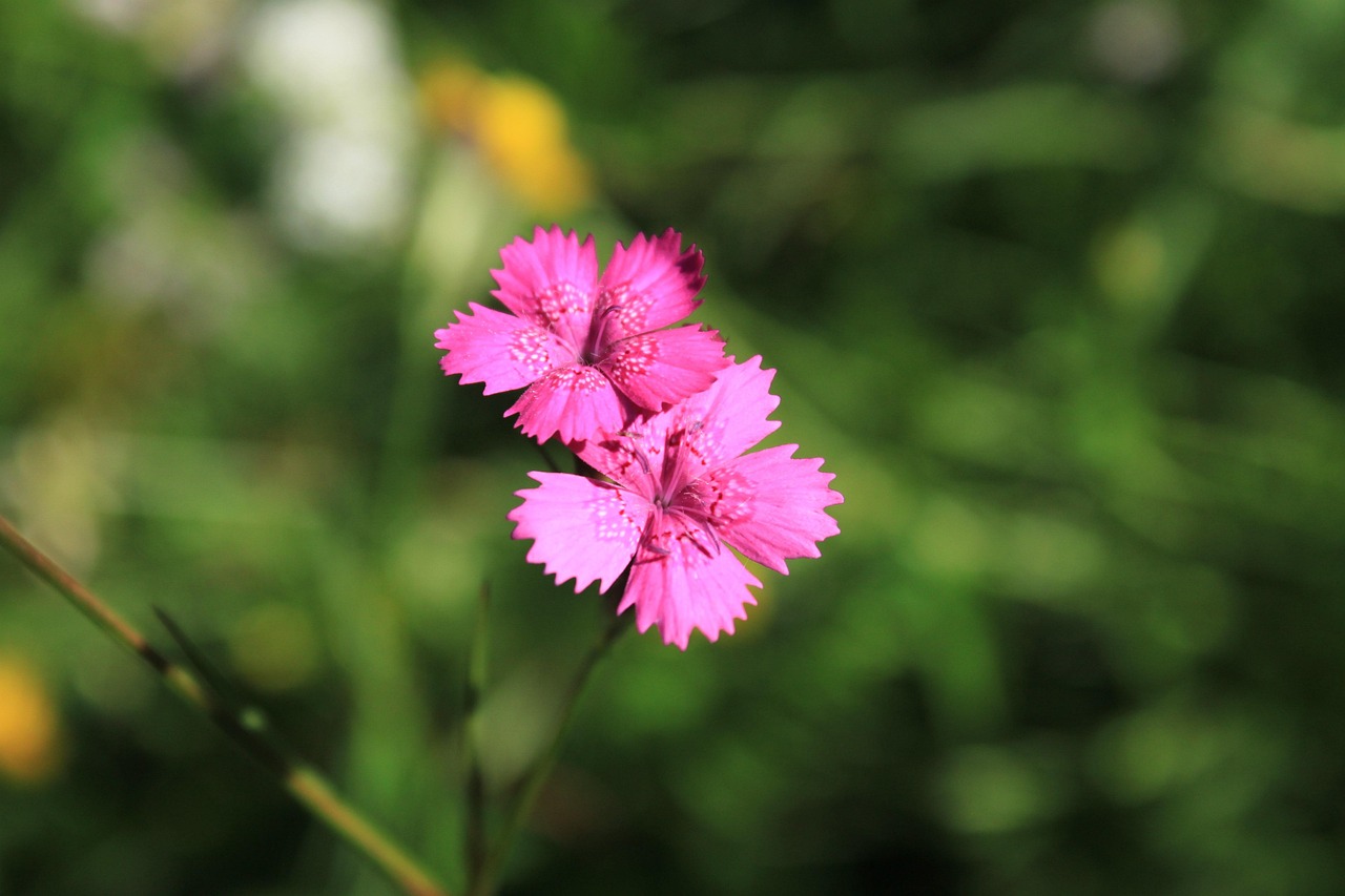 Clavel Caryophyllaceae Dianthus - Foto gratis en Pixabay - Pixabay