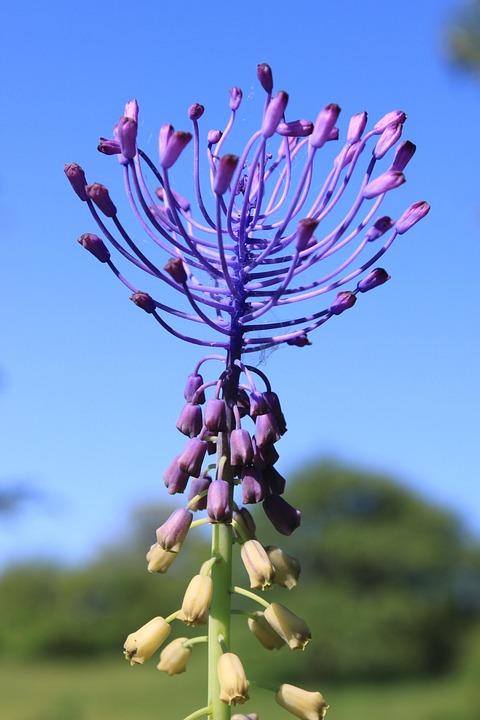 蓝色的 Comosa 花朵 - Pixabay上的免费照片 - Pixabay