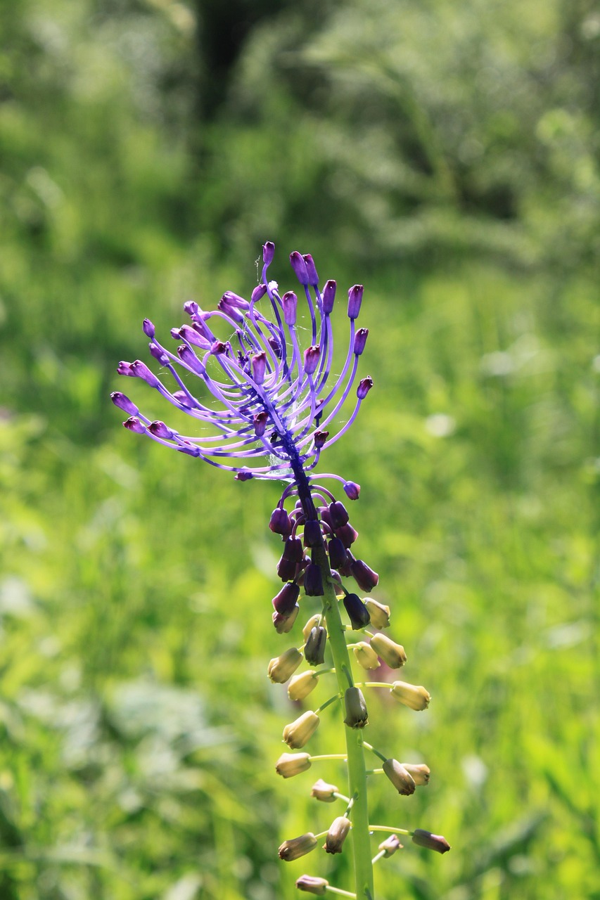 Azul Comosa Flores - Foto gratuita no Pixabay - Pixabay