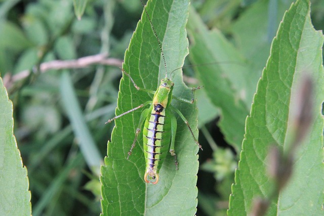 Free Blade Caelifera photo and picture