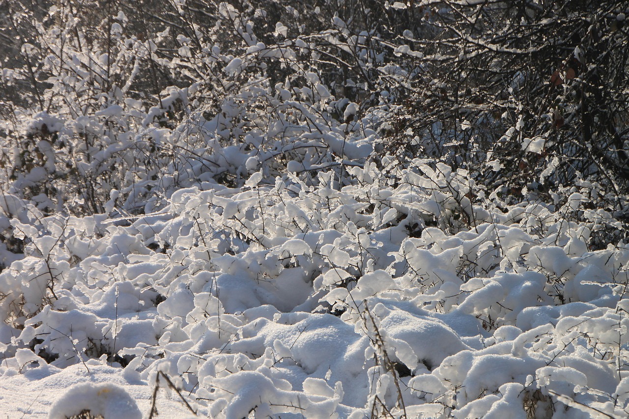 雪滿滄州攻略