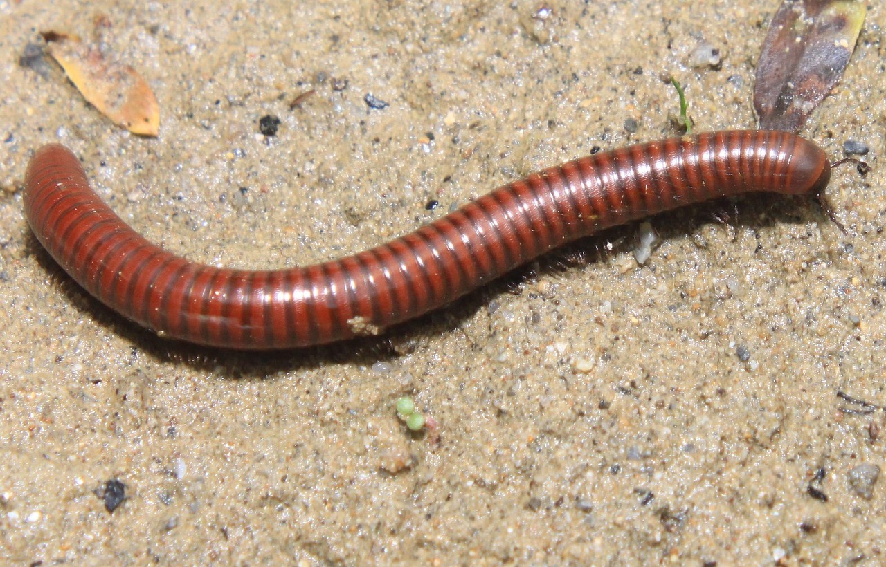 Download free HD stock image of Arthropods Cyanide Free Arthropods Cyanide photo and picture