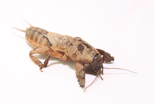 Free Cricket European photo and picture