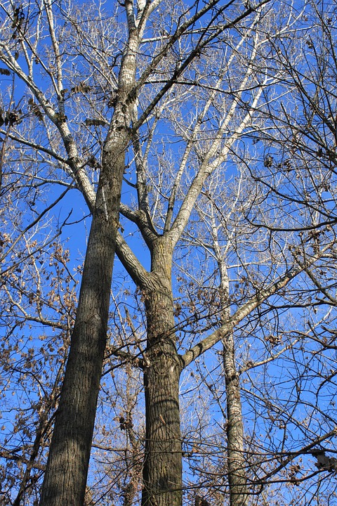Autumn Blue Fall - Free photo on Pixabay