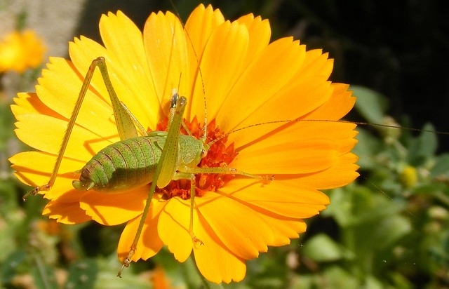 Free Caelifera Close-Up photo and picture