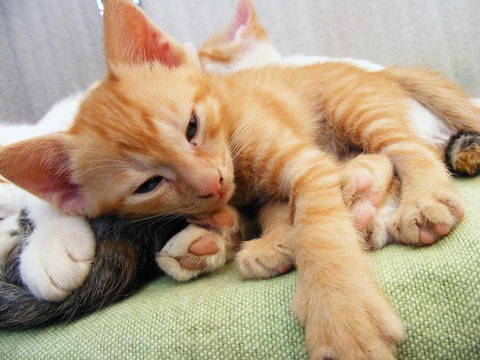 Kitten Pussycat Cute Little Animals Kitten Pussycat Cute Little Animals