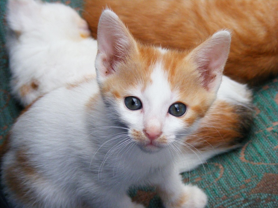 Kitten Pussycat Cats Animals Pet Kitty Cute Kitten Pussycat Cats Animals Pet Kitty Cute