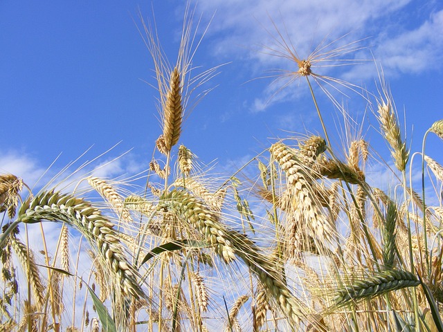 Free Agriculture Bread photo and picture