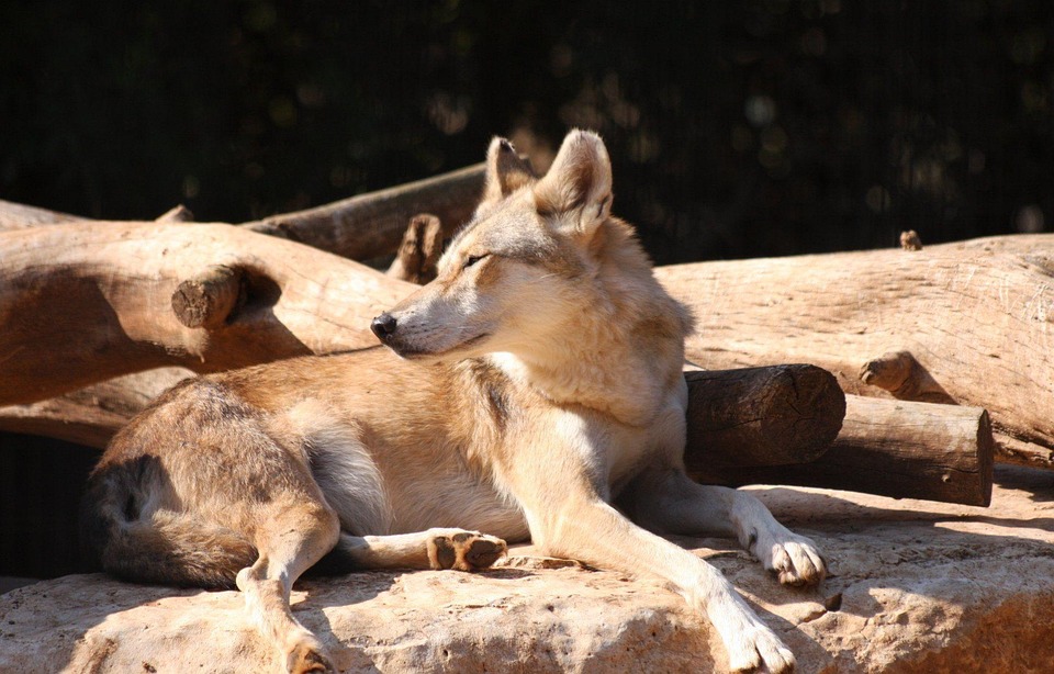 Alert, Fox, Resting, Staring, Wildlife, Wolf