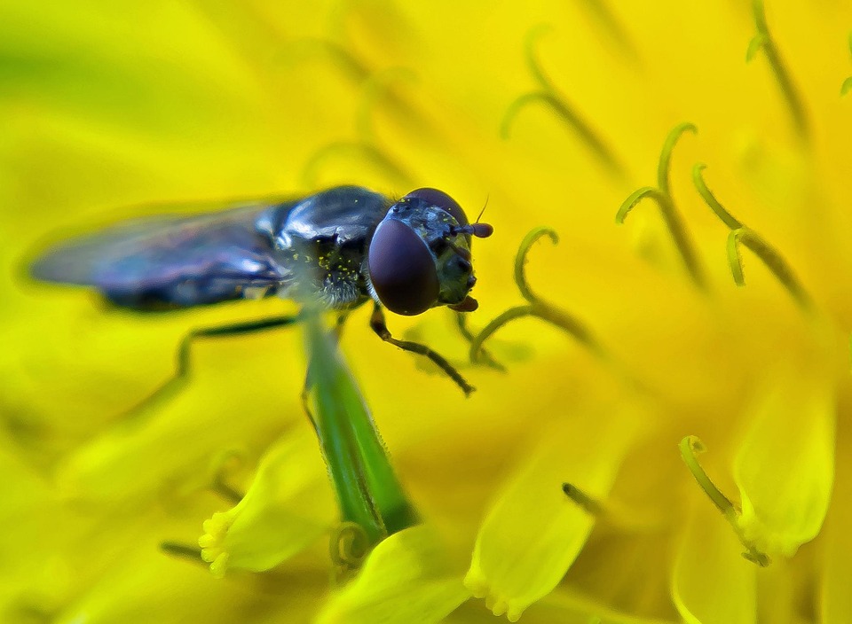 Fly Insec Fly Macro Insect - Free photo on Pixabay