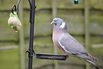 pigeon, birds, bird