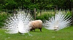 netherlands, peacocks, birds