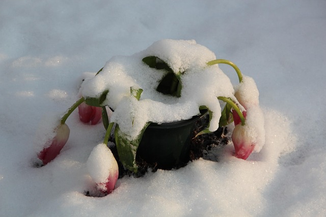 Free Winter Graveyard photo and picture