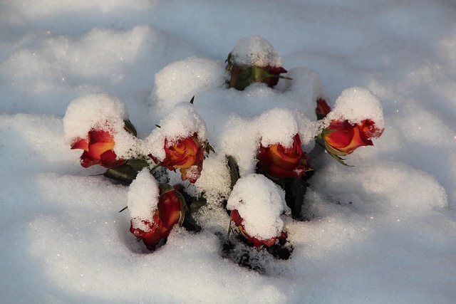 Free Winter Graveyard photo and picture