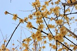 plum blossom, spring, germination