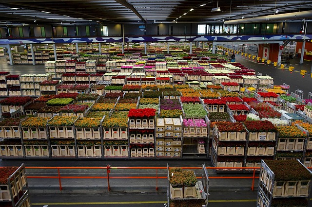 Free Holland Flowers photo and picture