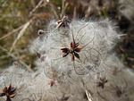 nature, plant, pappus