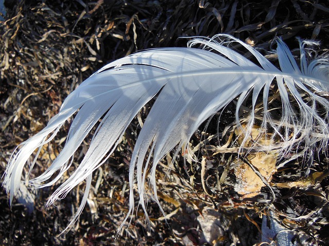 Free Feathers Gull Feathers photo and picture