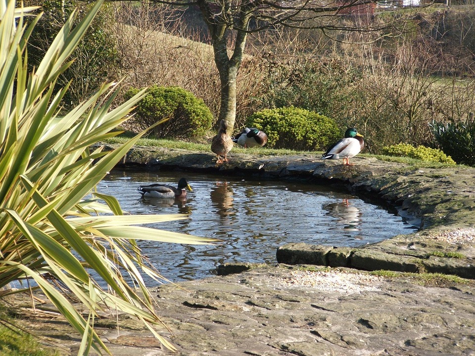 Duck Pond Ducks Ponds Free Photo On Pixabay Pixabay Duck Pond Ducks Ponds Free Photo On Pixabay Pixabay