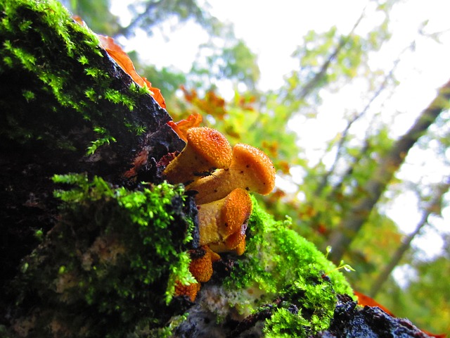 Free Mushrooms Forest photo and picture